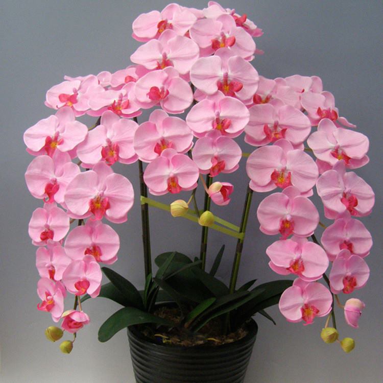 orchid uj