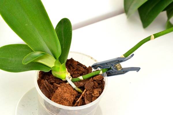 orchidea palánta