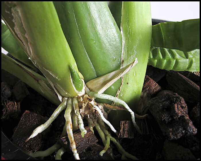 orchidea palánta6