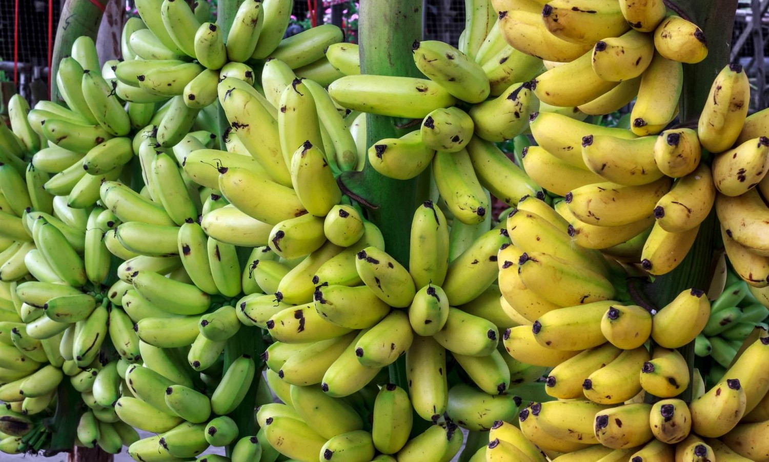 Nézd meg ezt a videót, és többet nem eszel banánt!