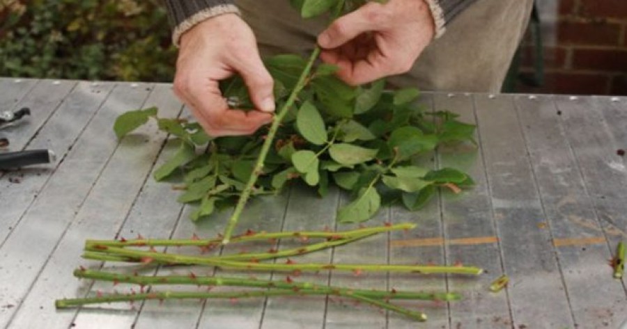 Egyetlen rózsatőből több tucat új tövet szaporíthatsz egyszerű, házilagos módszerrel