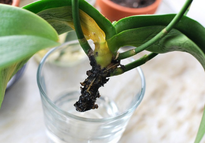 Megmenthető a rothadó gyökerű orchidea is!