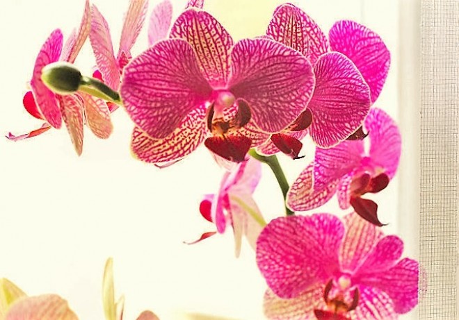 Hogyan gondozd az orchideádat? Mutatjuk, hogy szellőztesd!