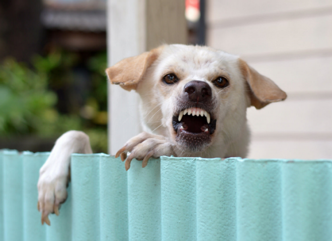 Megőrülsz a szomszéd kutya ugatásától?
